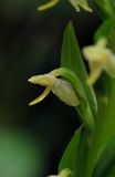 Platanthera micrantha. Close-up.2.jpg