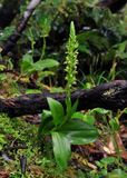 Platanthera micrantha.3.jpg
