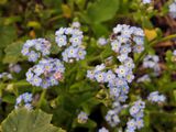 Myosotis maritima. Closer.jpg