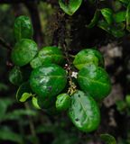 Ilex perado subsp. azorica. Closer.jpg