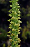 Platanthera pollostantha. Closer.jpg