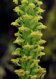 Platanthera pollostantha. Close-up.jpg