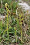 Ophrys sphegodes.3.jpg