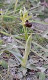 Ophrys sphegodes.jpg