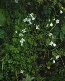 Cardamine caldeirarum.2.jpg