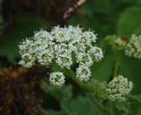 Chaerophyllum azoricum.Close-up.2.jpg