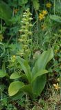 Platanthera azorica.11.jpg