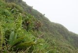 Platanthera azorica.13.jpg
