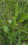 Platanthera micrantha.jpg