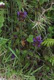 Prunella vulgaris.jpg
