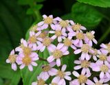 Pericallis malvifolia Close-up.jpg