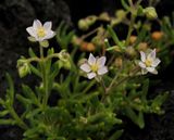 Spergularia azorica. Closer.jpg