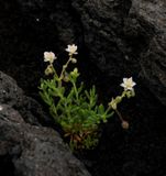 Spergularia azorica.jpg