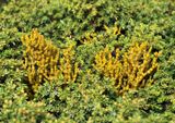 Arceuthobium azoricum.2.jpg