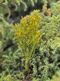 Arceuthobium azoricum.jpg