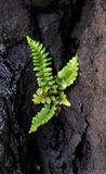 Asplenium marinum.4.jpg