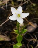 Centaurium scilloides. Close-up.jpg