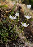 Centaurium scilloides. Type 2. Closer.2.jpg