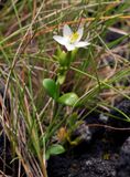 Centaurium scilloides.2.jpg