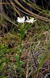 Centaurium scilloides.4.jpg