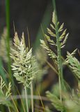 Festuca petraea.5.jpg