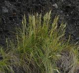 Festuca petraea.6.jpg