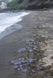 Physalia physalis. Washed ashore.jpg