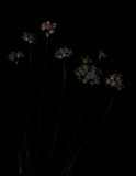 Allium canariense.4 small.jpg