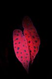 Begonia maculata UV small.jpg