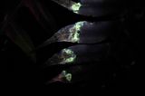 fern.2. Small.jpg