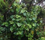 Hedera azorica.jpg