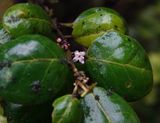 Ilex perado subsp. azorica. Closer.2.jpg