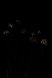 small Allium canariense.c.jpg