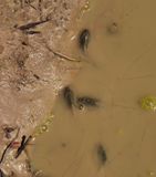 Triops cancriformis.2.jpg
