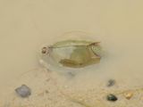 Triops cancriformis.17.jpg