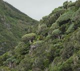 Dracaena draco.15.jpg