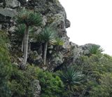 Dracaena draco.19.jpg