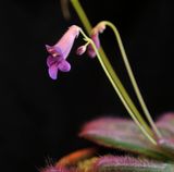 Primulina sinovietnamica.jpg