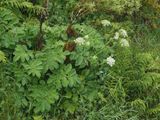 Chaerophyllum azoricum.jpg