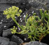 Crithmum maritimum. Closer.2.jpg