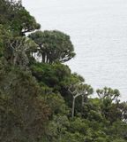 Dracaena draco.24.jpg