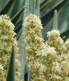 Dracaena draco.Close-up.2.jpg
