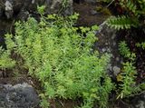 Euphorbia azorica.2.jpg
