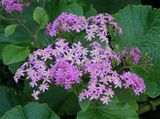 Pericallis malvifolia. Closer.jpg