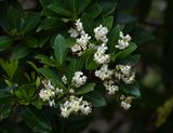 Picconia azorica 4.jpg