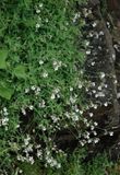 Silene uniflora.jpg