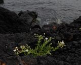 Spergularia azorica.2.jpg