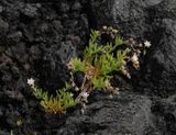 Spergularia azorica.5.jpg
