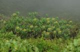 Euphorbia stygiana.8.jpg