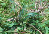 Luzula purpureo-splendens. Foliage.jpg